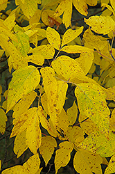Boxelder (Acer negundo) at Creekside Home & Garden
