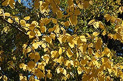 Paper Birch (Betula papyrifera) at Creekside Home & Garden