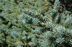White Spruce (Picea glauca) at Creekside Home & Garden