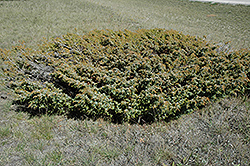 Common Juniper (Juniperus communis) at Creekside Home & Garden