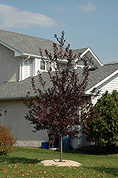 Spur Shubert Chokecherry (Prunus virginiana 'Spur') at Creekside Home & Garden