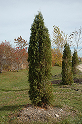 Skybound Arborvitae (Thuja occidentalis 'Skybound') at Creekside Home & Garden