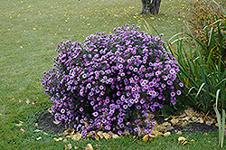 Purple Dome Aster (Symphyotrichum novae-angliae 'Purple Dome') at Creekside Home & Garden