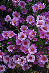 Purple Dome Aster (Symphyotrichum novae-angliae 'Purple Dome') at Creekside Home & Garden