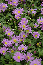 Brasco Violet Brachyscome (Brachyscome angustifolia 'Brasco Violet') at Creekside Home & Garden