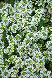 Clear Crystal White Sweet Alyssum (Lobularia maritima 'Clear Crystal White') at Creekside Home & Garden