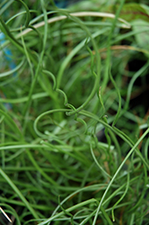 Spiralis Corkscrew Rush (Juncus effusus 'Spiralis') at Creekside Home & Garden