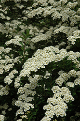 Snowmound Spirea (Spiraea nipponica 'Snowmound') at Creekside Home & Garden