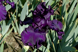 Dusky Challenger Iris (Iris 'Dusky Challenger') at Creekside Home & Garden