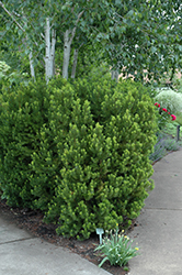 Hicks Yew (Taxus x media 'Hicksii') at Creekside Home & Garden