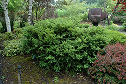 Taunton's Yew (Taxus x media 'Tauntonii') at Creekside Home & Garden