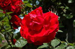 Ramblin' Red Rose (Rosa 'Ramblin' Red') at Creekside Home & Garden