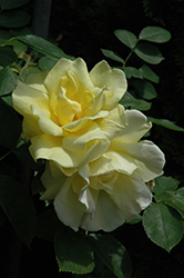 Carefree Sunshine Rose (Rosa 'Carefree Sunshine') at Creekside Home & Garden