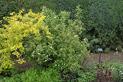 Red Osier Dogwood (Cornus sericea) at Creekside Home & Garden