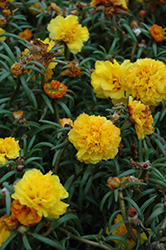 Happy Trails Yellow Portulaca (Portulaca grandiflora 'Happy Trails Yellow') at Creekside Home & Garden