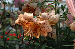 Splendens Tiger Lily (Lilium lancifolium 'Splendens') at Creekside Home & Garden