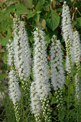 Floristan White Blazing Star (Liatris spicata 'Floristan White') at Creekside Home & Garden
