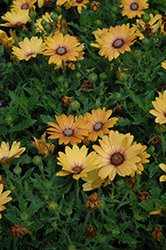 Zion Magic Orange African Daisy (Osteospermum 'Zion Magic Orange') at Creekside Home & Garden