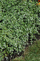 Licorice Splash Licorice Plant (Helichrysum petiolare 'Licorice Splash') at Creekside Home & Garden
