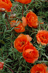 Sundial Orange Portulaca (Portulaca grandiflora 'Sundial Orange') at Creekside Home & Garden