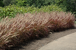 Purple Fountain Grass (Pennisetum setaceum 'Rubrum') at Creekside Home & Garden