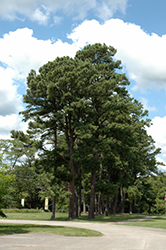 Austrian Pine (Pinus nigra) at Creekside Home & Garden