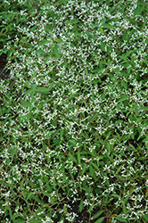 Breathless White Euphorbia (Euphorbia 'Balbrewite') at Creekside Home & Garden