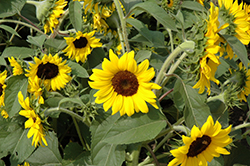 Ballad Annual Sunflower (Helianthus annuus 'Ballad') at Creekside Home & Garden