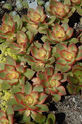 Kiwi Aeonium (Aeonium 'Kiwi') at Creekside Home & Garden