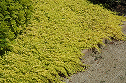 Goldilocks Creeping Jenny (Lysimachia nummularia 'Goldilocks') at Creekside Home & Garden
