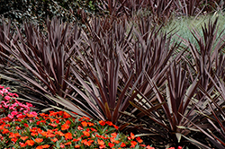Red Sensation Grass Palm (Cordyline australis 'Red Sensation') at Creekside Home & Garden