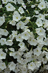 Supertunia White Petunia (Petunia 'Supertunia White') at Creekside Home & Garden