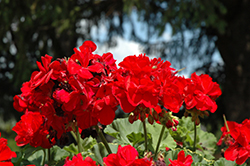 Dynamo Dark Red Geranium (Pelargonium 'Dynamo Dark Red') at Creekside Home & Garden