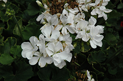 Rocky Mountain White Geranium (Pelargonium 'Rocky Mountain White') at Creekside Home & Garden