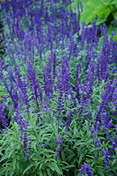 Victoria Blue Salvia (Salvia farinacea 'Victoria Blue') at Creekside Home & Garden