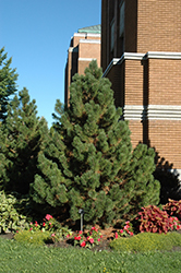 Tannenbaum Mugo Pine (Pinus mugo 'Tannenbaum') at Creekside Home & Garden