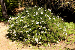 Potato Vine (Solanum jasminoides) at Creekside Home & Garden