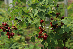 Chester Thornless Blackberry (Rubus 'Chester') at Creekside Home & Garden
