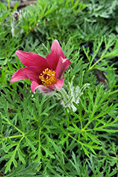 Red Pasqueflower (Pulsatilla vulgaris 'Rubra') at Creekside Home & Garden