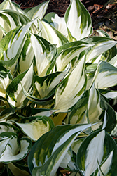 Fire and Ice Hosta (Hosta 'Fire and Ice') at Creekside Home & Garden