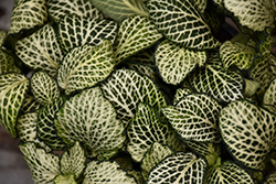 Mosaic Plant (Fittonia albivenis) at Creekside Home & Garden