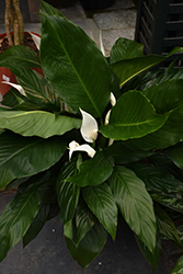 Peace Lily (Spathiphyllum wallisii) at Creekside Home & Garden