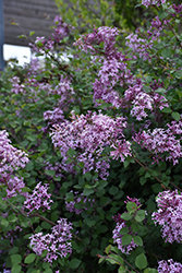 Bloomerang Lilac (Syringa 'Penda') at Creekside Home & Garden