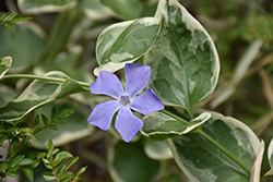 Variegated Periwinkle (Vinca major 'Variegata') at Creekside Home & Garden