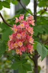 Fort McNair Red Horse Chestnut (Aesculus x carnea 'Fort McNair') at Creekside Home & Garden