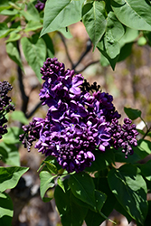 Agincourt Beauty Lilac (Syringa vulgaris 'Agincourt Beauty') at Creekside Home & Garden