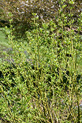 Budd's Yellow  Dogwood (Cornus alba 'Budd's Yellow') at Creekside Home & Garden