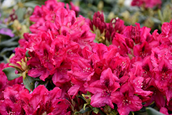 Nova Zembla Rhododendron (Rhododendron 'Nova Zembla') at Creekside Home & Garden