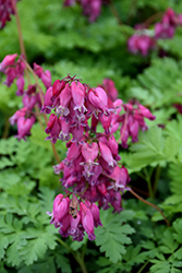 Luxuriant Bleeding Heart (Dicentra 'Luxuriant') at Creekside Home & Garden