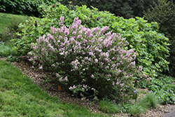 Fairytale Tinkerbelle Lilac (Syringa 'Bailbelle') at Creekside Home & Garden